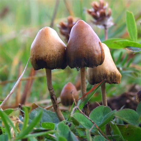 From Hippies to Hipsters: The Cultural Impact of Magic Mushrooms in Canada